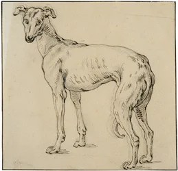 Windhund