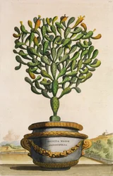 Opuntia Maior Augustifolia, aus Phytographia Curiosa, veröffentlicht 1702