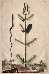 Phytographia Curiosa: Apocynum Virginianum