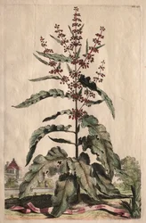 Phytographia Curiosa: Lapathum Longifolium Crispum