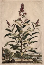 Phytographia Curiosa: Spiraea Theophrasti