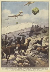 Hungrige Hirsche werden aus der Luft versorgt