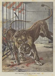 Heftiger Kampf zwischen einem Tiger und einem Löwen in Florenz