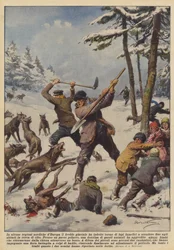 In einigen nördlichen Regionen Europas hat die eisige Kälte hungrige Wolfsrudel angelockt