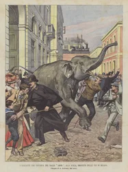 Der Elefant, der im Ballett Amor an der Scala auftreten wird, ist in den Straßen von Mailand durchgegangen