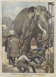 Die Abreise von Jingo aus London in die Vereinigten Staaten, die Abschiedsdemos