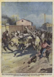 Während sie in Neapel aus den Eisenbahnwaggons entladen wurden, gelang es 24 Ochsen zu entkommen...