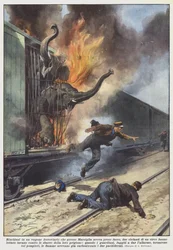 Eingeschlossen in einem Eisenbahnwagen, der bei Marseille Feuer gefangen hatte, zwei Elefanten