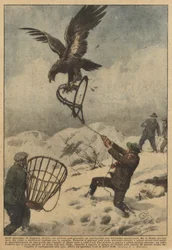 In den Bergen von Coggiola (Biella) konnte ein junger Mann einen wunderschönen Steinadler in einer Falle fangen