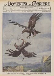 Lufttragödien, wilder Kampf zwischen zwei Adlern in Valnerina (Macerata), der mit der Tötung eines Adlers endet