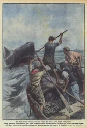 Ein dramatischer Kampf mit einem Seetiger