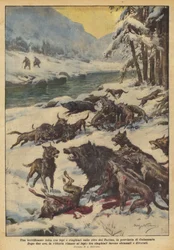 Ein schrecklicher Kampf zwischen Wölfen und Wildschweinen am Ufer des Tacina in der Provinz Catanzaro