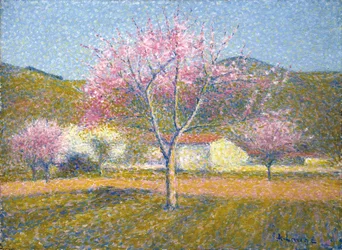 Ein Obstgarten im Frühling (Apfelbäume in Blüte)