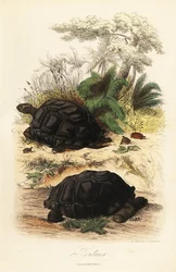 Aldabra-Riesenschildkröte, Aldabrachelys gigantea, gefährdet