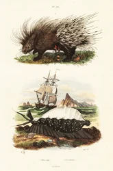 Gewöhnliches Stachelschwein und Tigerkowie