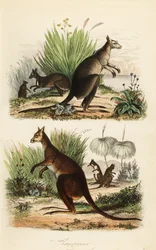 Rotes Känguru, Macropus rufus (unten), Östliches Graues Känguru, Macropus giganteus (oben rechts), und Dunkles Wallaby, Thylogale brunii (oben links)