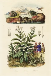 Meeresschnecken und Tabakpflanze, 1834-1839 (Gravur)