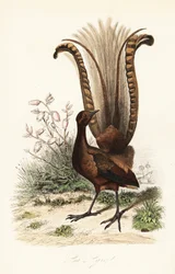 Prachtleierschwanz, Menura novaehollandiae, die Lyra, und falsche Azalee, Menziesia ferruginea