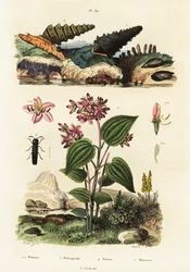 Trompetenschnecken, Soldatenkäfer und Clidemia, 1834-1839 (Gravur)