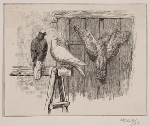 Die Tauben