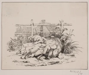 Die Schweine