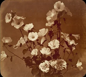 Blumenstudie, Rose von Sharon