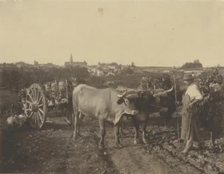 Mann mit Ochsen