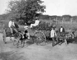 Holzkarren, Jamaika, ca. 1905