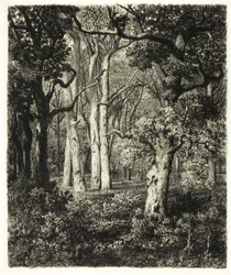 Alte Eichen bei Bas Bréau