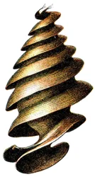 Eikapsel eines Kalifornischen Stierkopfhais (Heterodontus francisci), 1923