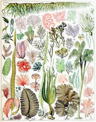 Illustration von Algen und Seetang