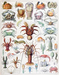 Illustration von Krebstieren, ca. 1923