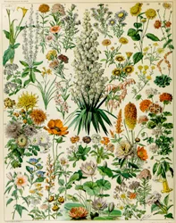 Illustration blühender Pflanzen, ca. 1923