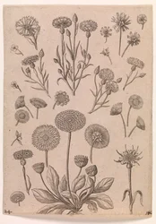 Kornblumen