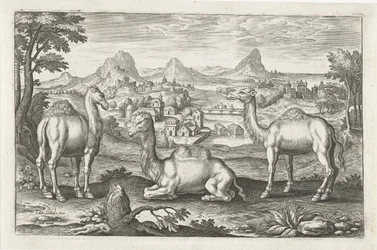Dromedare und ein Kamel
