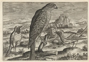 Falke und Rotkehlchen oder Rotschwanz