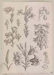 Lilien