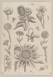 Zwei Sonnenblumen