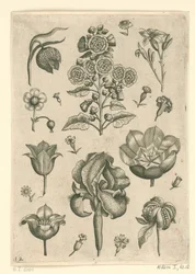 Verschiedene Blumen, darunter Iris und Veilchen
