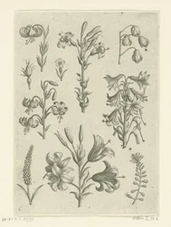 Vier große Lilien und einige kleinere Blumen Florilegium (Serientitel)