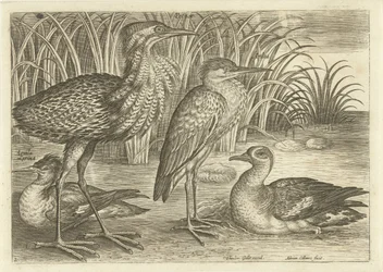 Vier Watvögel am Ufer (Vögel)