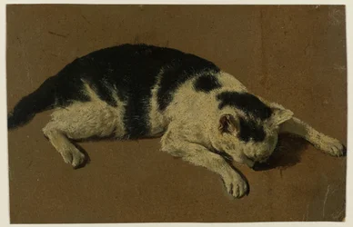 Katze liegend mit dem Kopf zwischen den Vorderpfoten