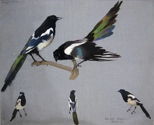 Elstern
