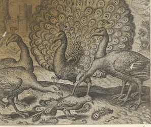 Fabel von der Elster mit den Pfauenfedern