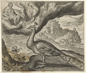 Fabel vom Pfau und der Nachtigall