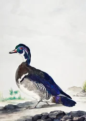 Eine Ente