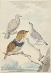 Drei Vögel, zwei Inkatauben und ein Kragenkuckuck