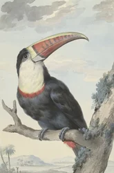 Rotstirntukan, 1748