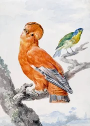 Zwei exotische Vögel