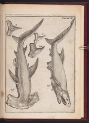 "Kuhfisch", "Krückenfisch", "Krückenfischzähne", aus "Vergebliche Spekulation durch Sinne enttäuscht"